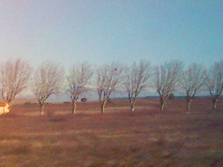 trees